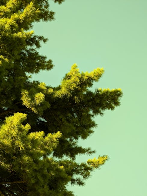 The image shows a close-up view of green pine tree branches with dense, needle-like foliage extending outward, set against a clear, light green sky background. The sunlight illuminates the foliage, highlighting the bright green color and the texture of the pine needles. This natural outdoor scene reflects calm, stable surroundings typical of residential areas where house removals and moving services, such as those offered by Man with Van Kingston, are often conducted. In the context of home relocation, such imagery may represent the outdoor environment near residential properties during packing and loading processes, with pine trees potentially lining driveways or properties involved in furniture transport. The scene is well-lit and sharply focused, emphasizing the natural beauty of the trees while subtly supporting themes of moving logistics and packing preparations in the Kingston area.
